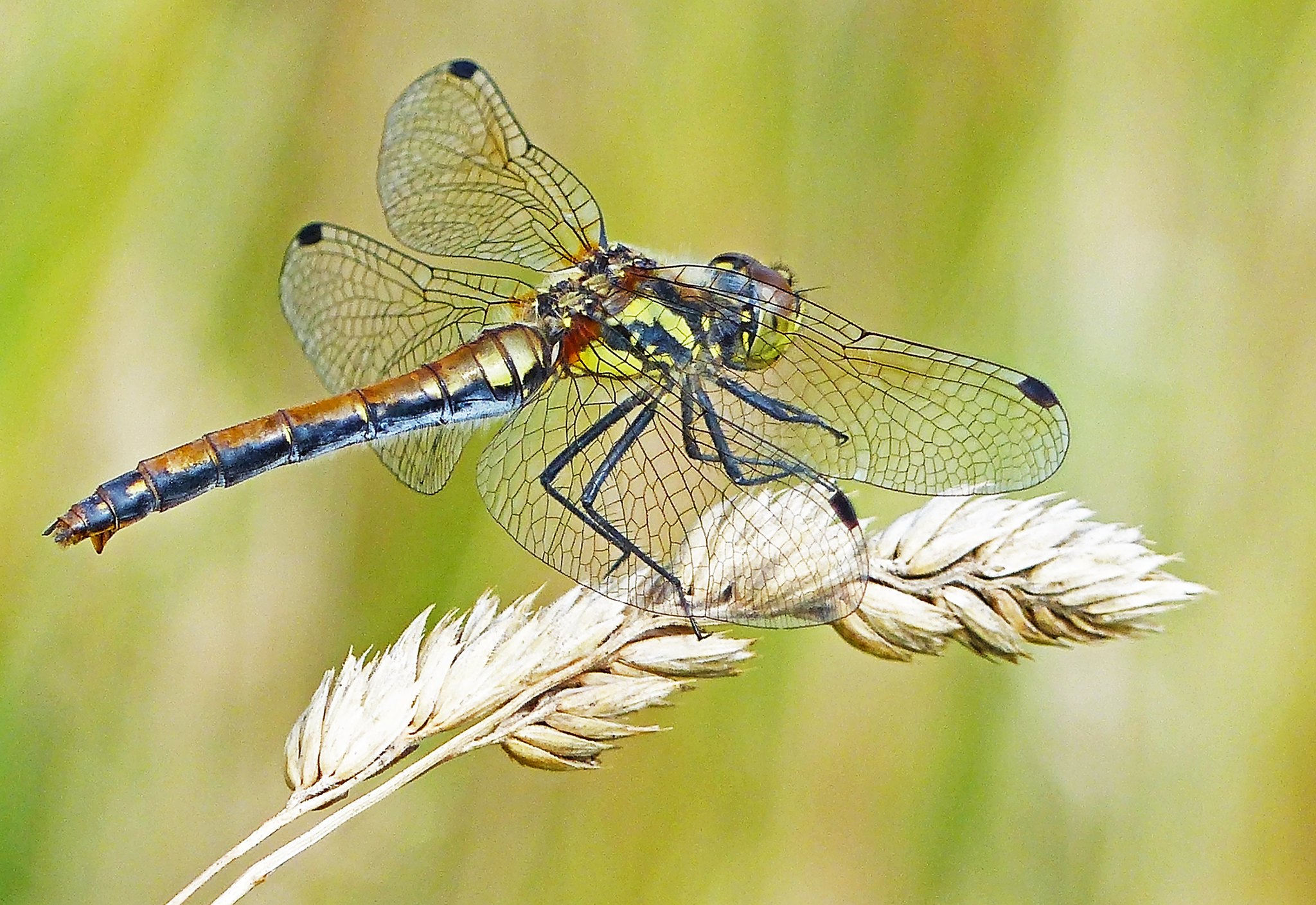 Dragonfly sitting on a stalk of wheat