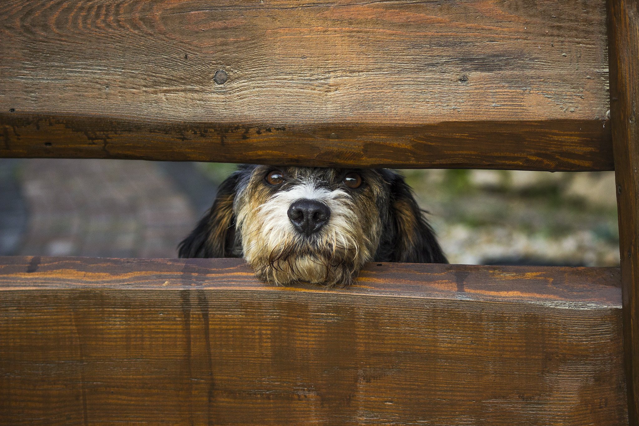 Dog looking out between two fence slats