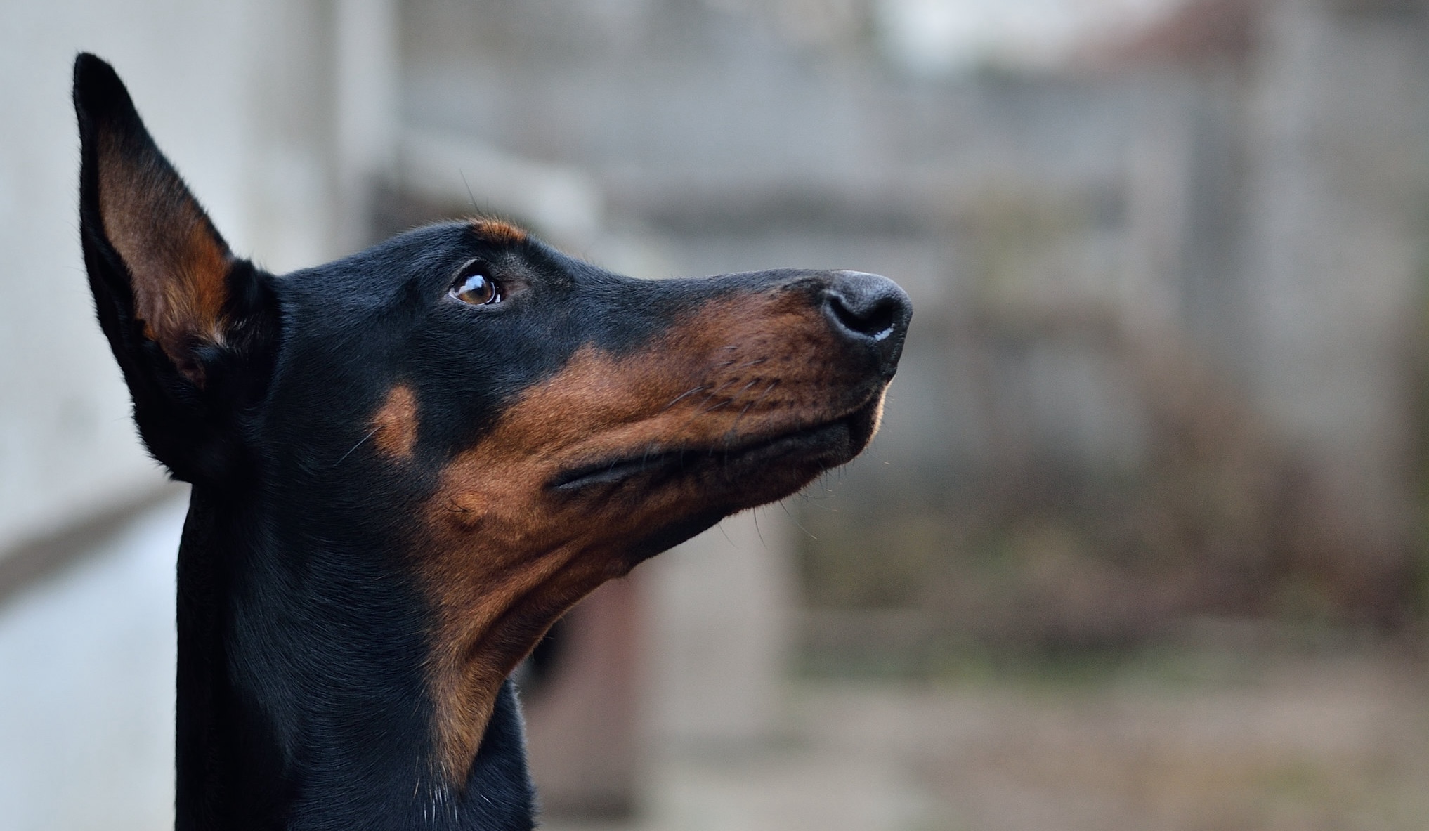 Doberman dog head in profile
