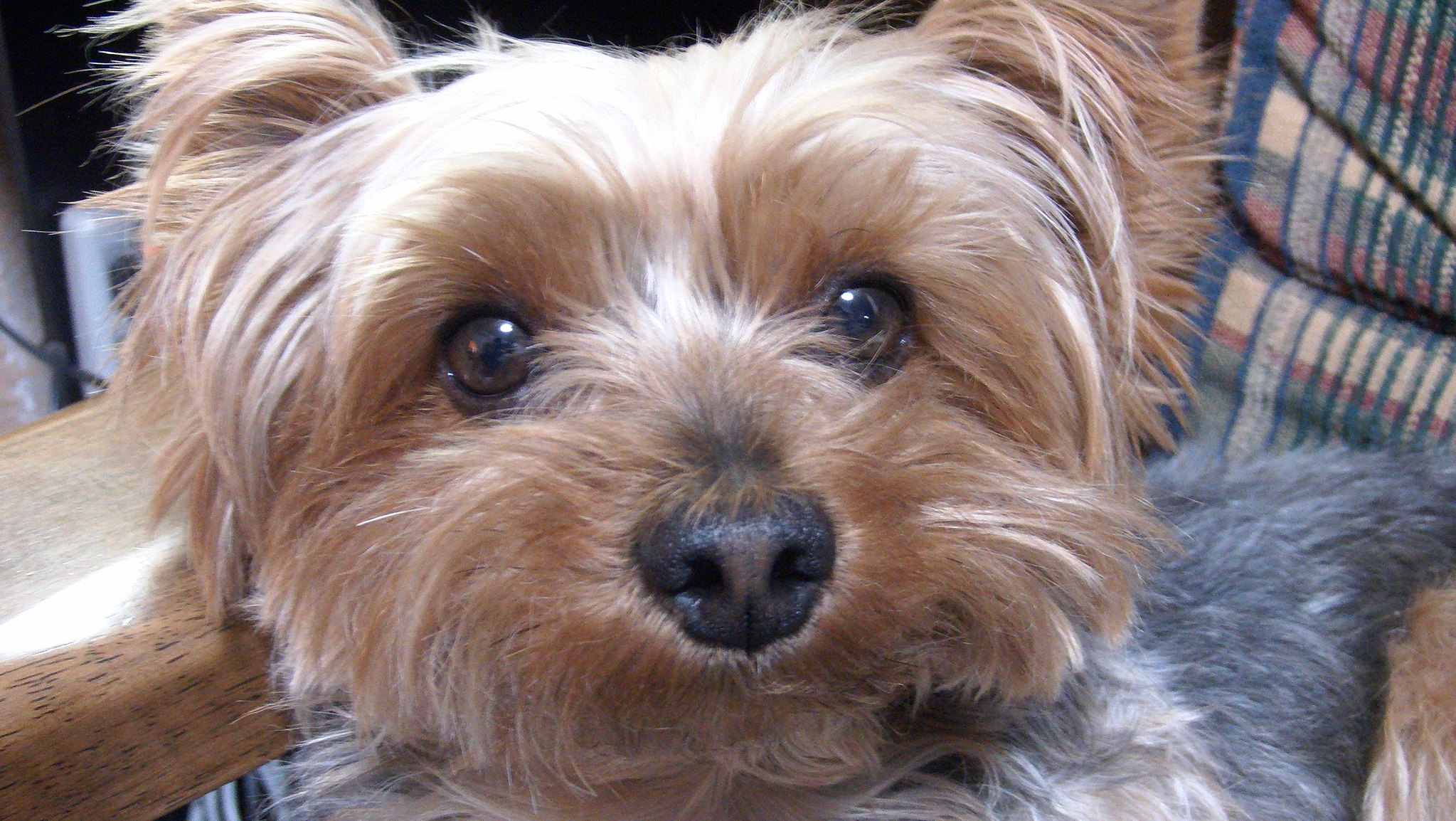 Close up photo of light brown terrier looking baleful