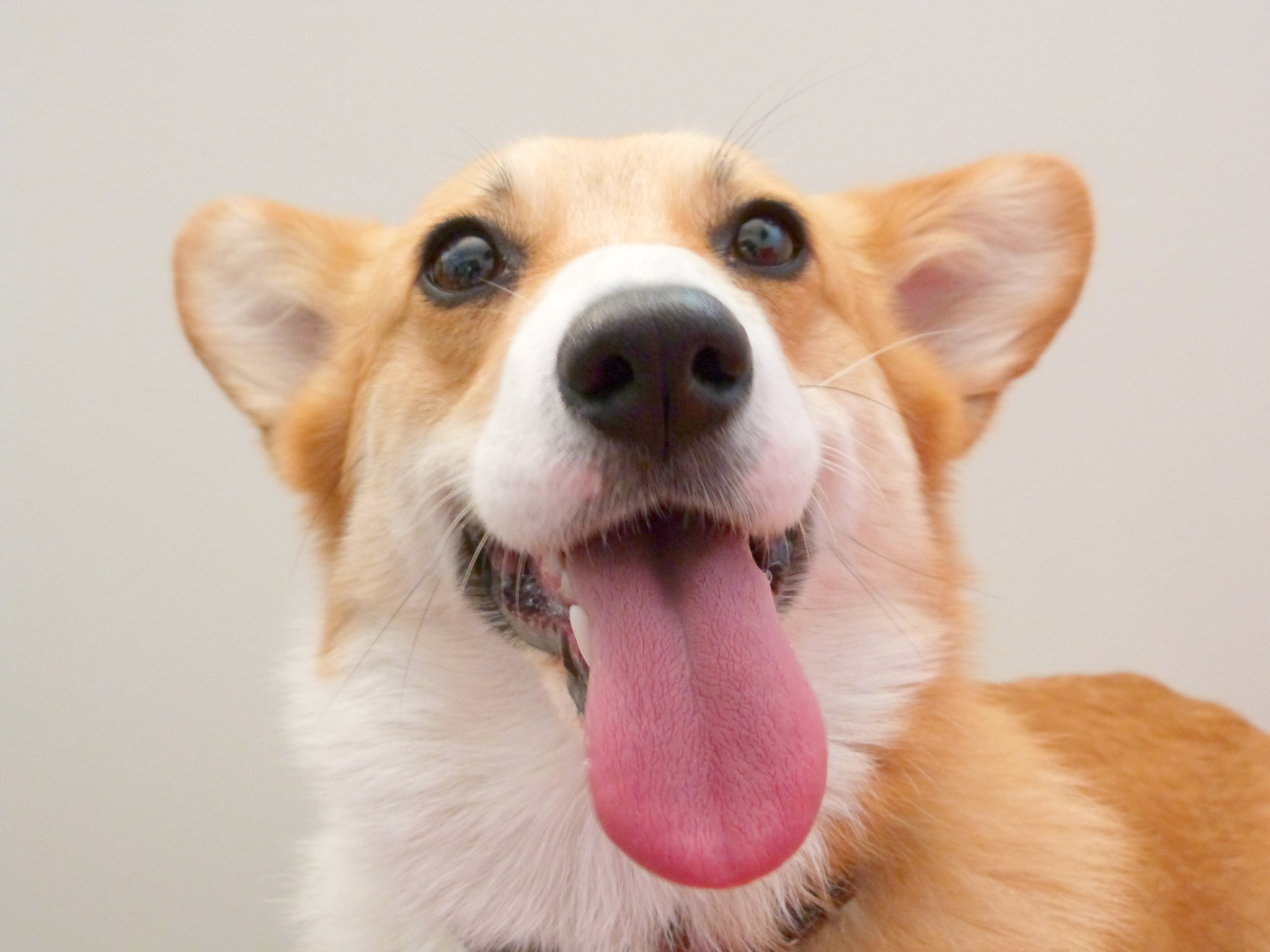 Happy dog with tongue out