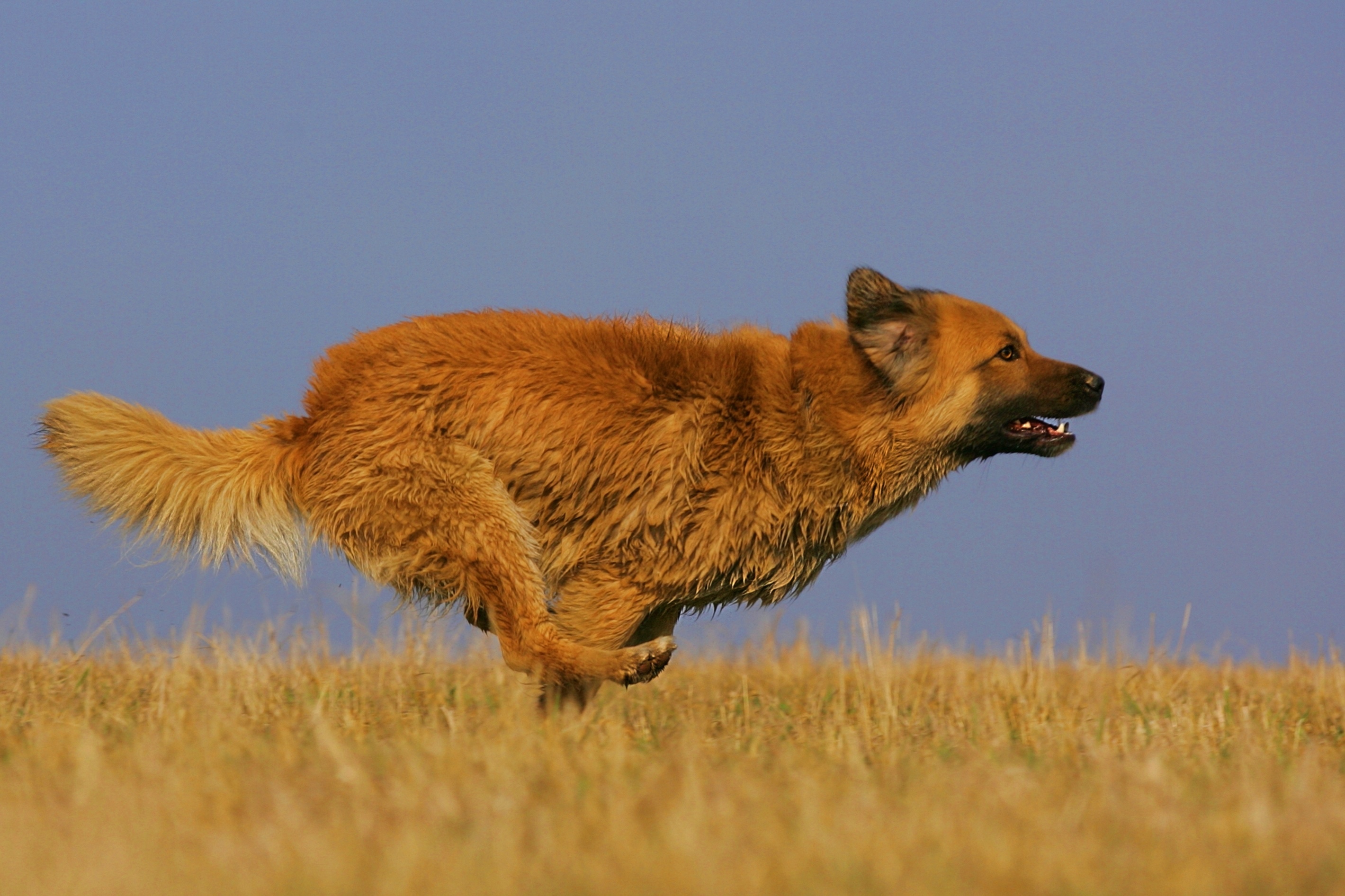 Brown dog running left to right