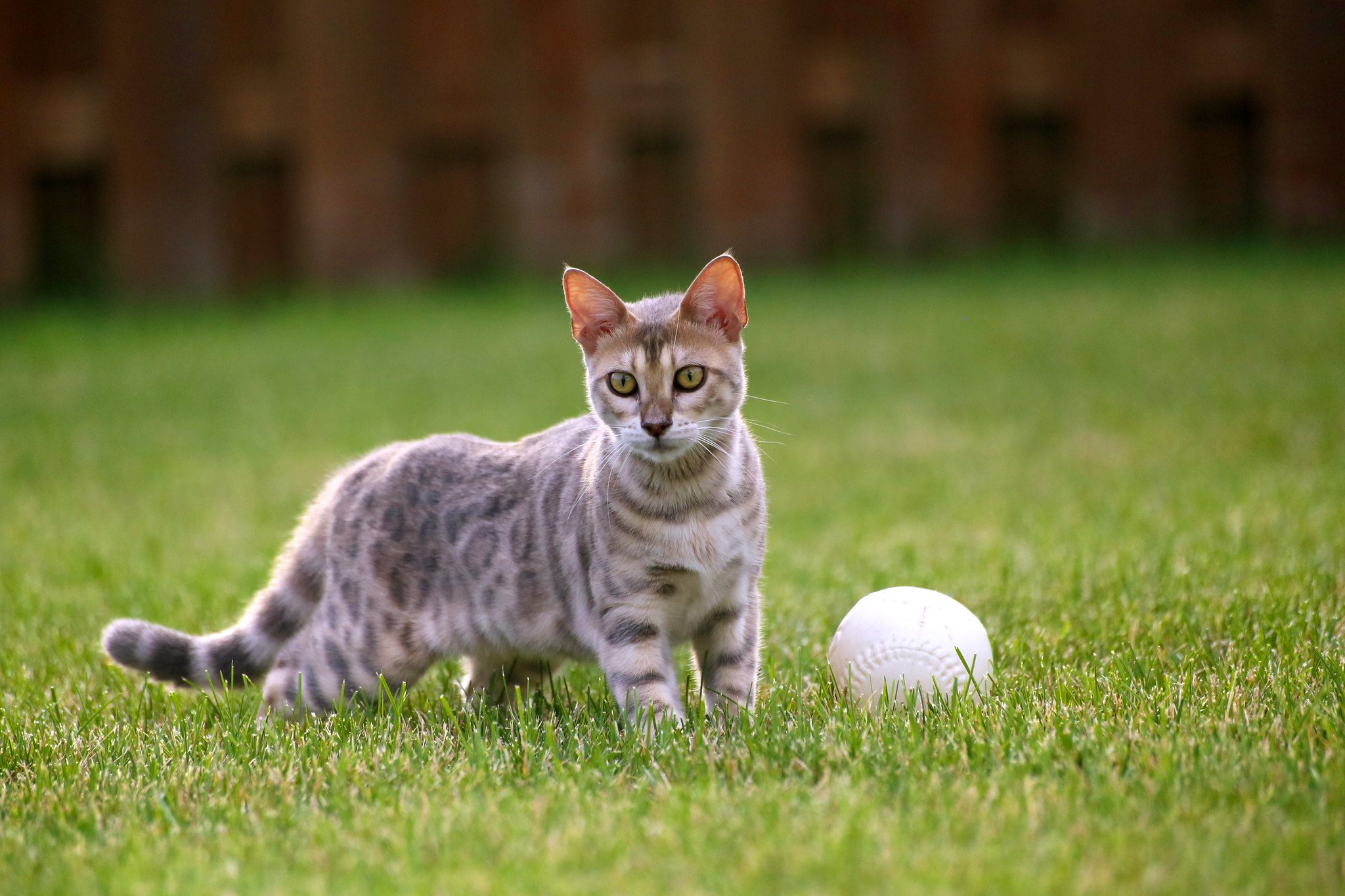 Bluish cat in field of grass with white ball