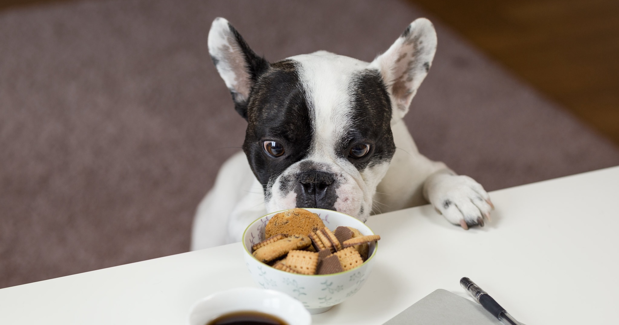 A Boston terrier nosing close to a bowl of cookies