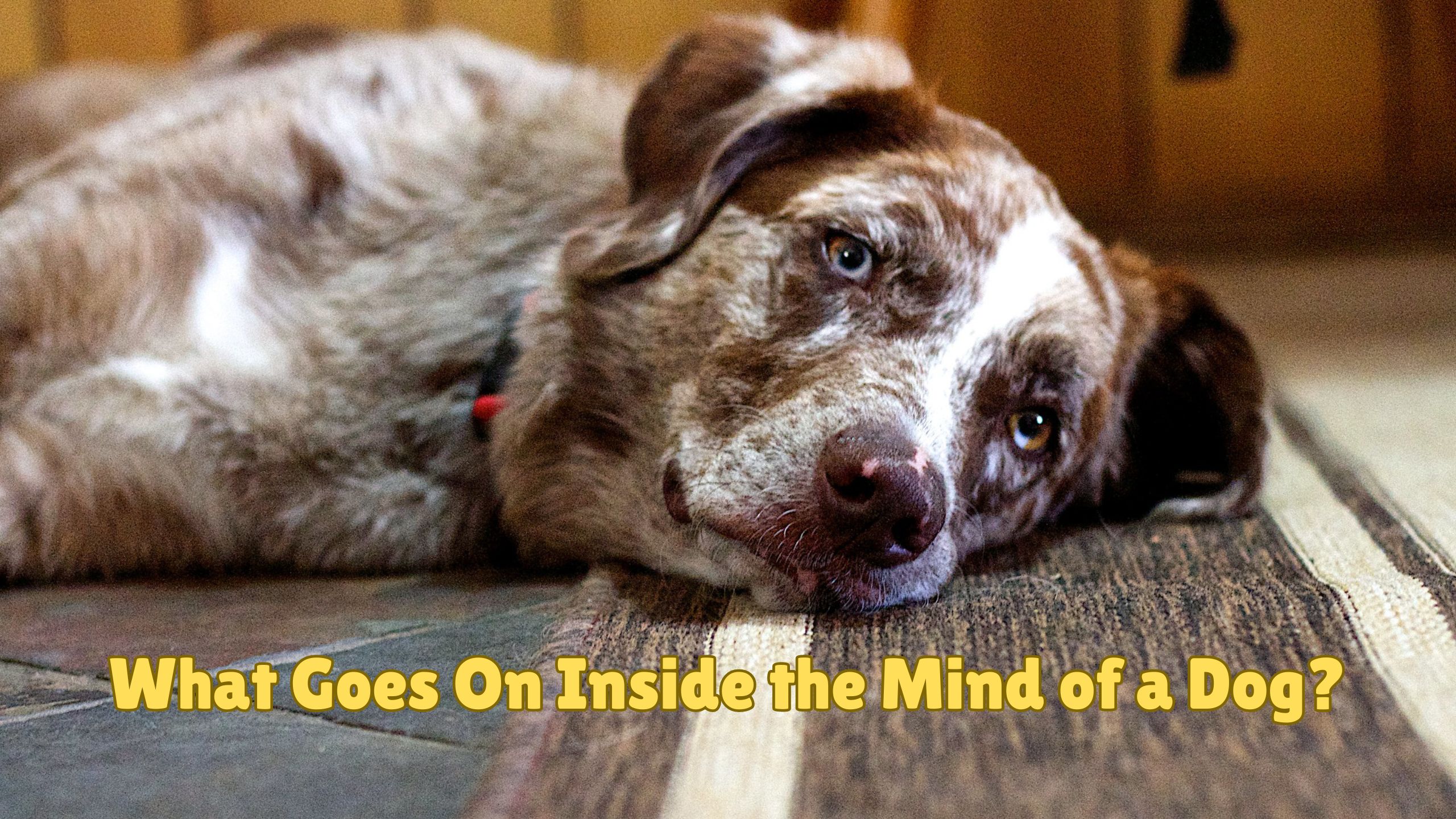 Photo of sleepy dog