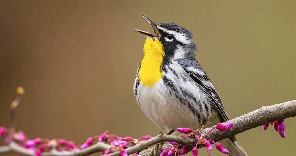 Yellow throated warbler bird on branch, vocalizing