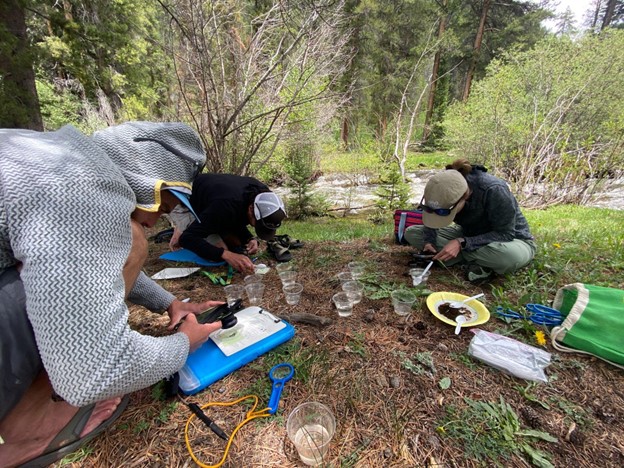 A group of three people sit on the ground, intently looking at macroinvertebrates in cups. The person on the left is holding a cell phone camera with a clip on lens over the macroinvertebrate. In the background is a rushing stream and vegetation typical of an alpine environment.Attribution-NonCommercial-ShareAlike 4.0 International (CC BY-NC-SA 4.0)