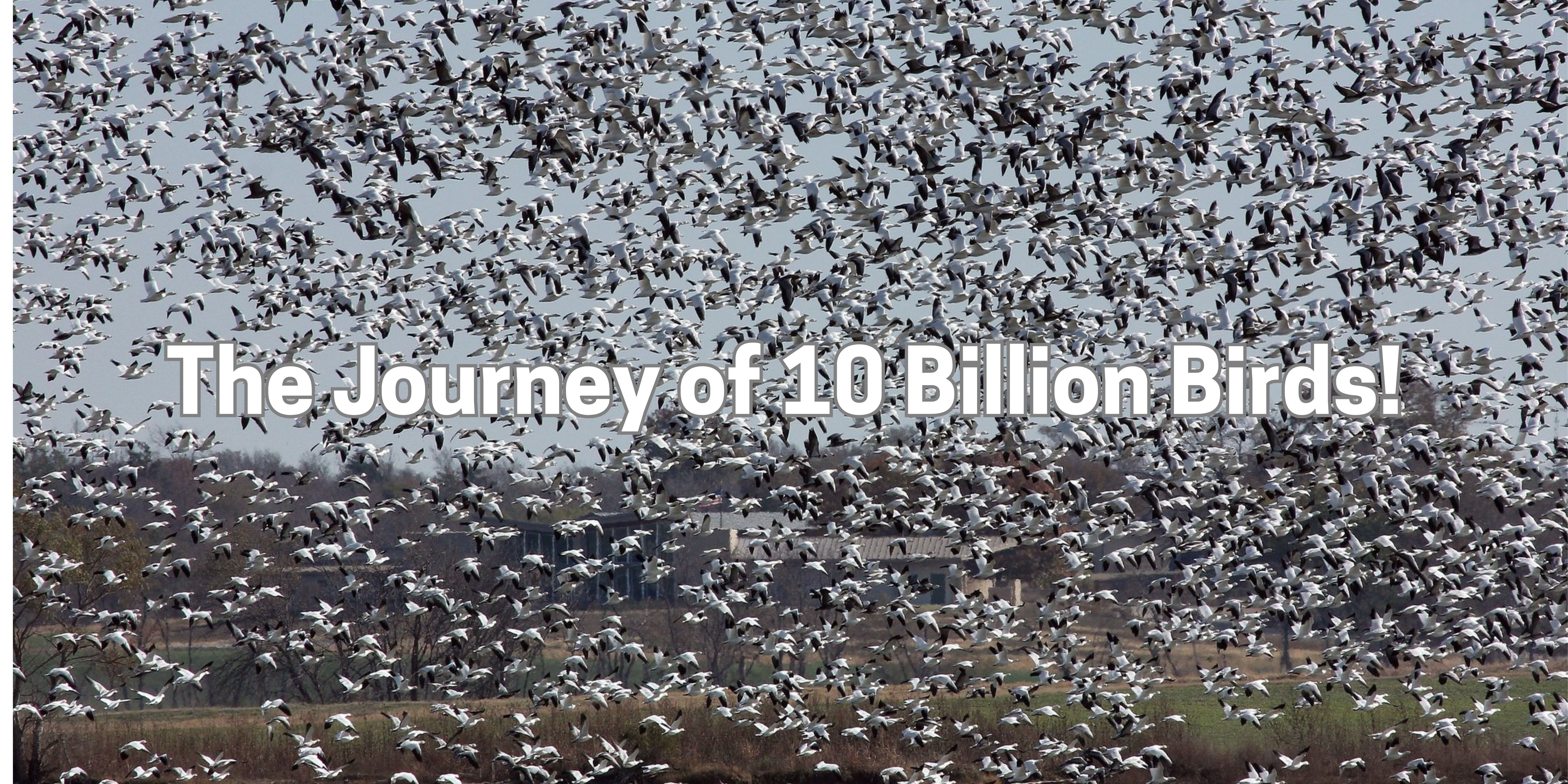 A huge flock of snow geese in flight.