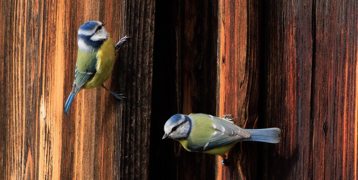 Two small blue and green birds on wood bark