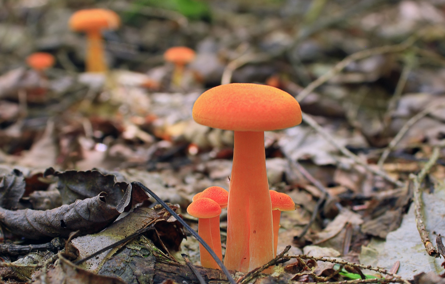 Orange mushroom growing through brown leaf litter