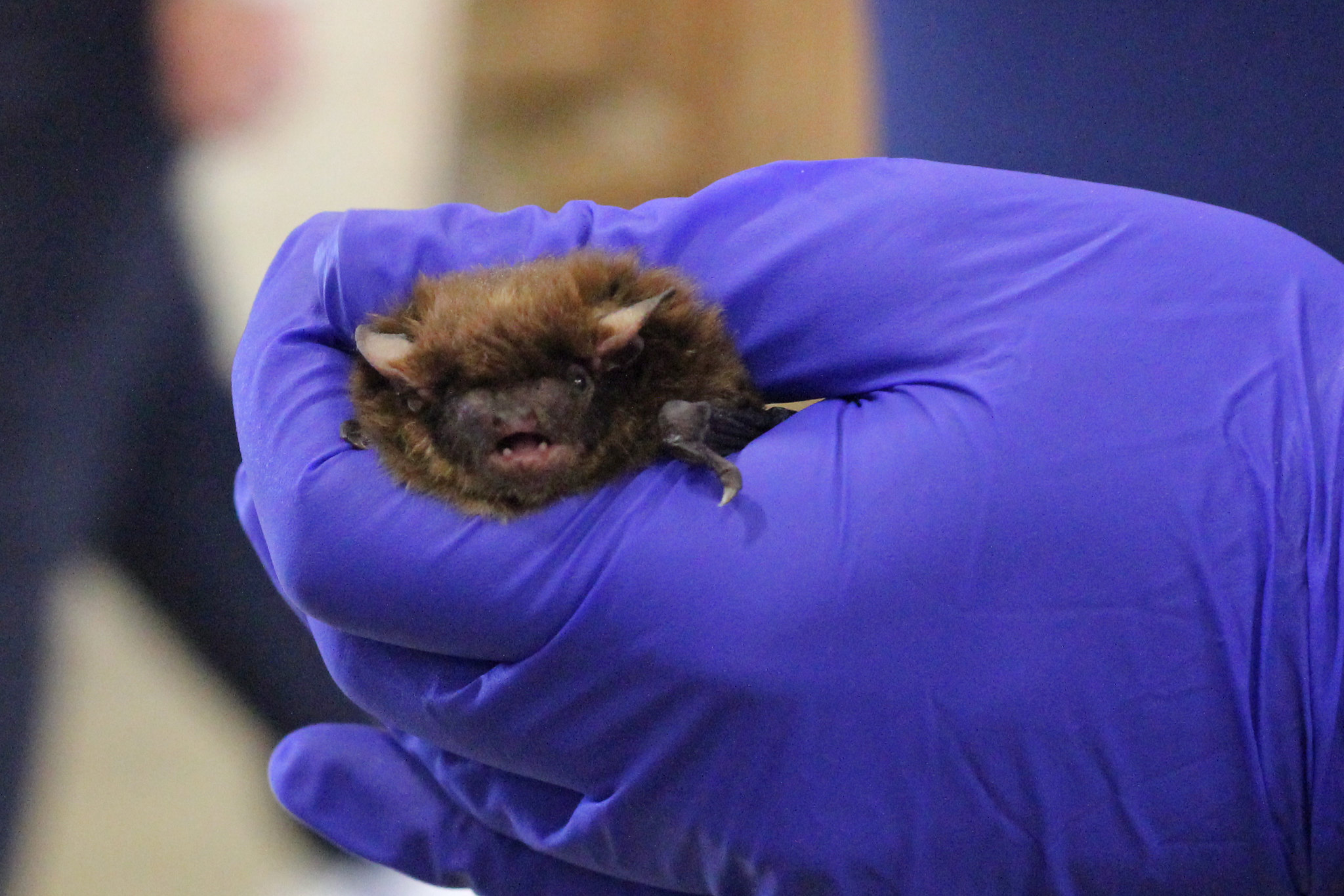 Big Brown Bat in blue gloved hand