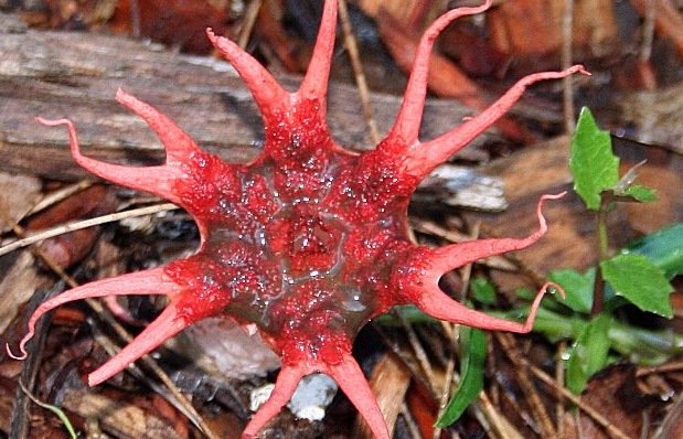 Red and pink mushroom with tentacle-like appendages