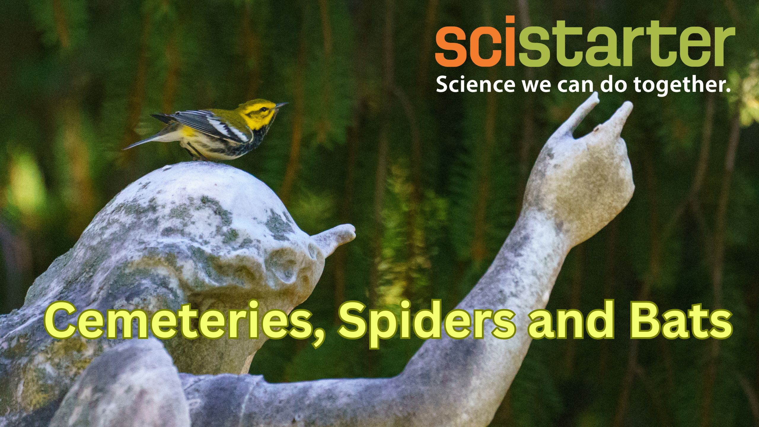 Bats, Spiders and Cemeteries