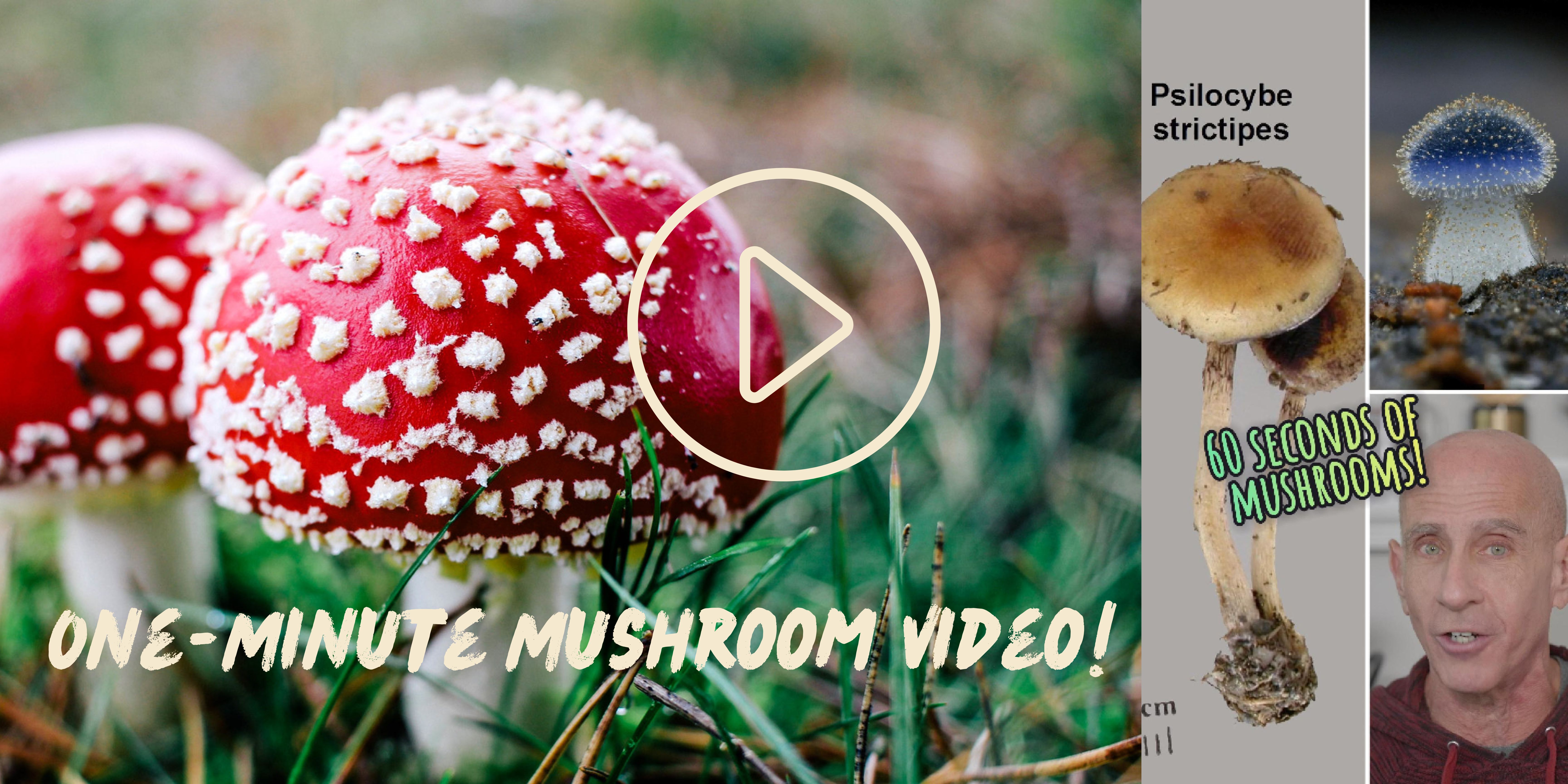 Banner showing mushrooms, promoting a one-minute mushroom video