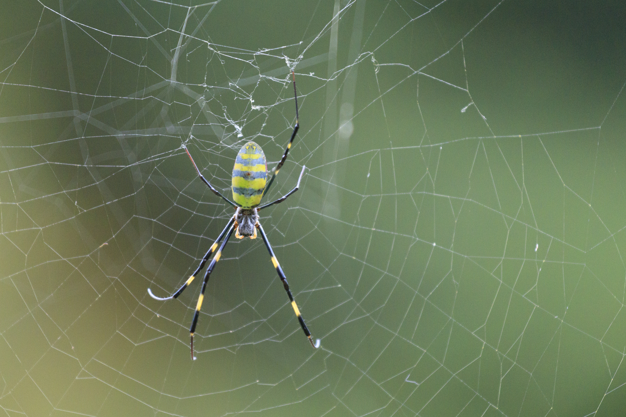 Black, yellow and turquoise Joro spider in web