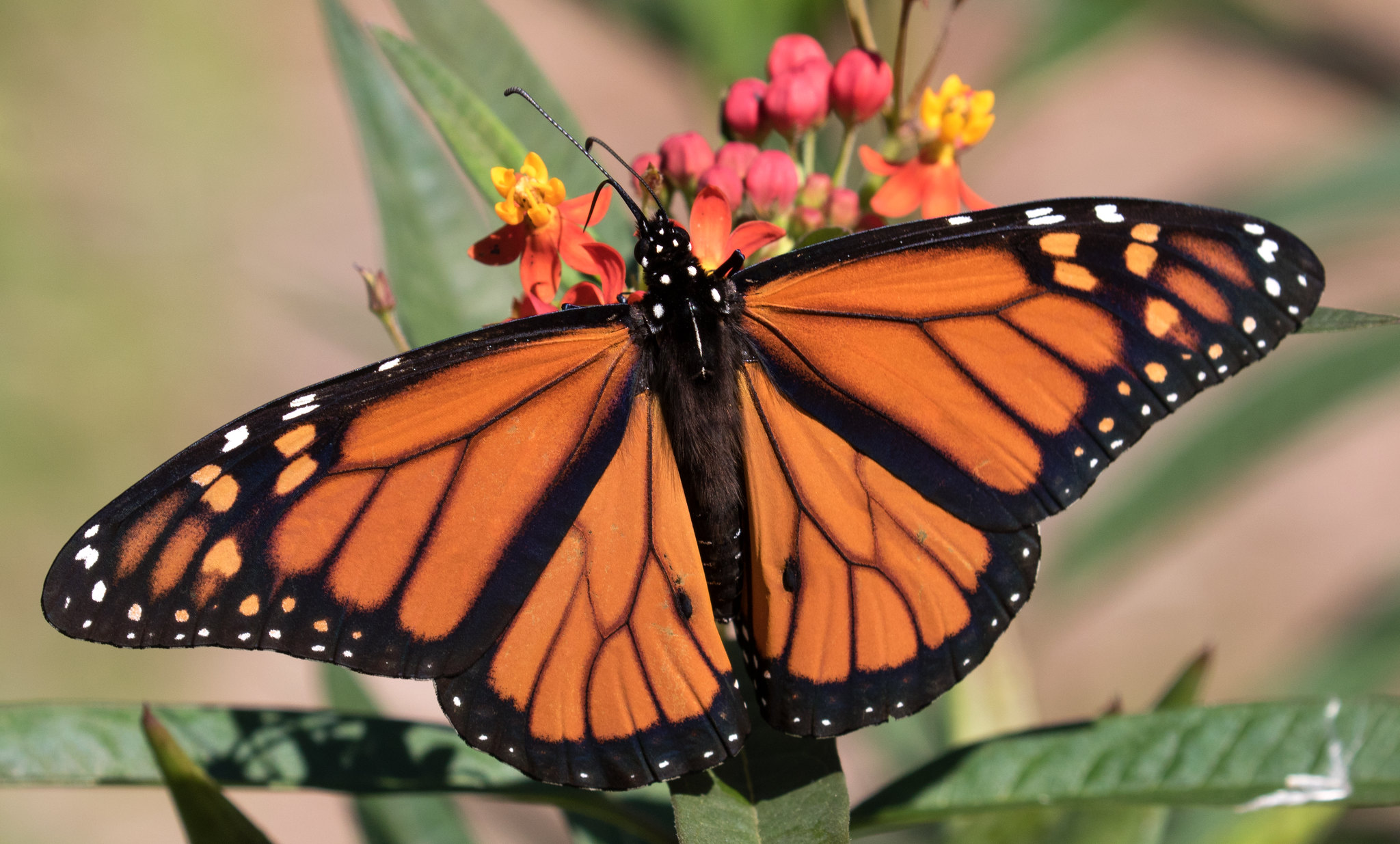 Photo of a monarch butterfly