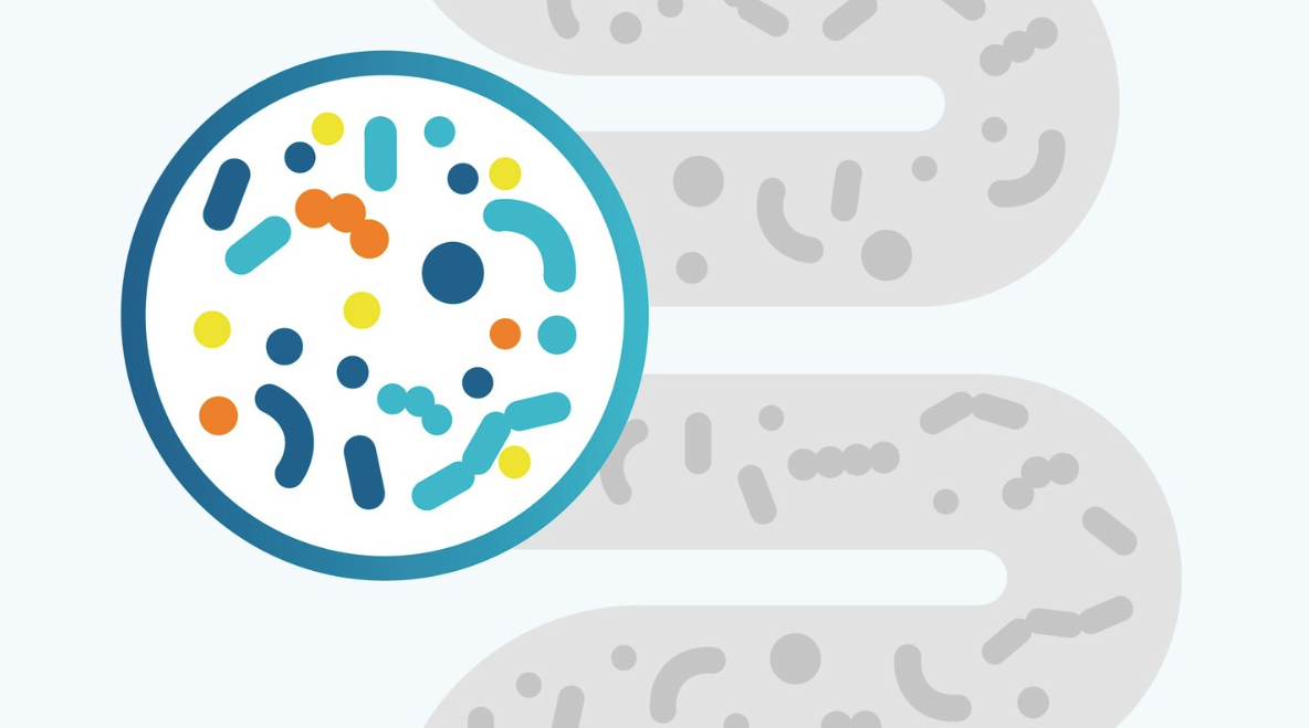 American Gut microbiome illustration