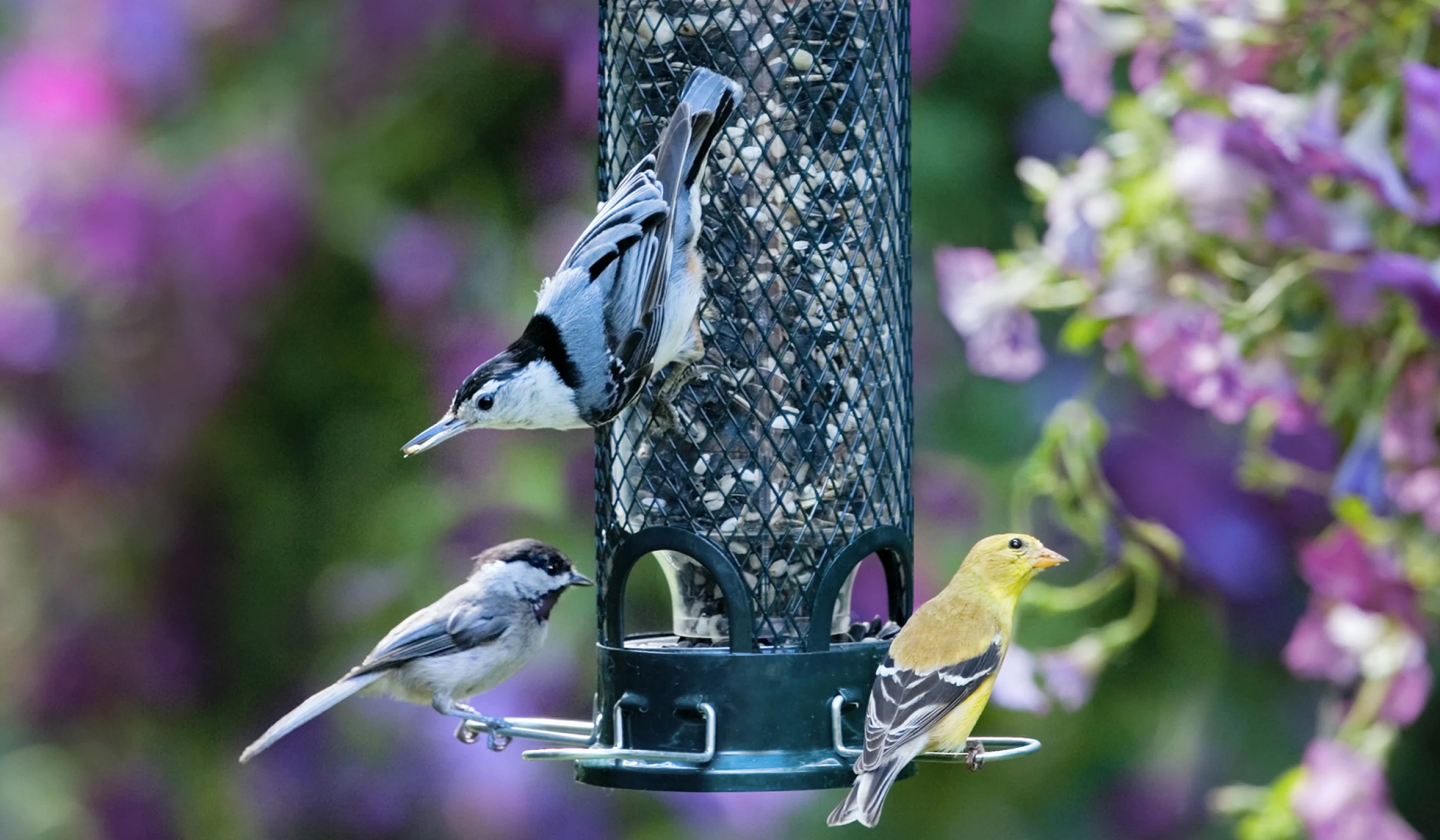 Photo of tube-shaped bird feeder with three birds.
