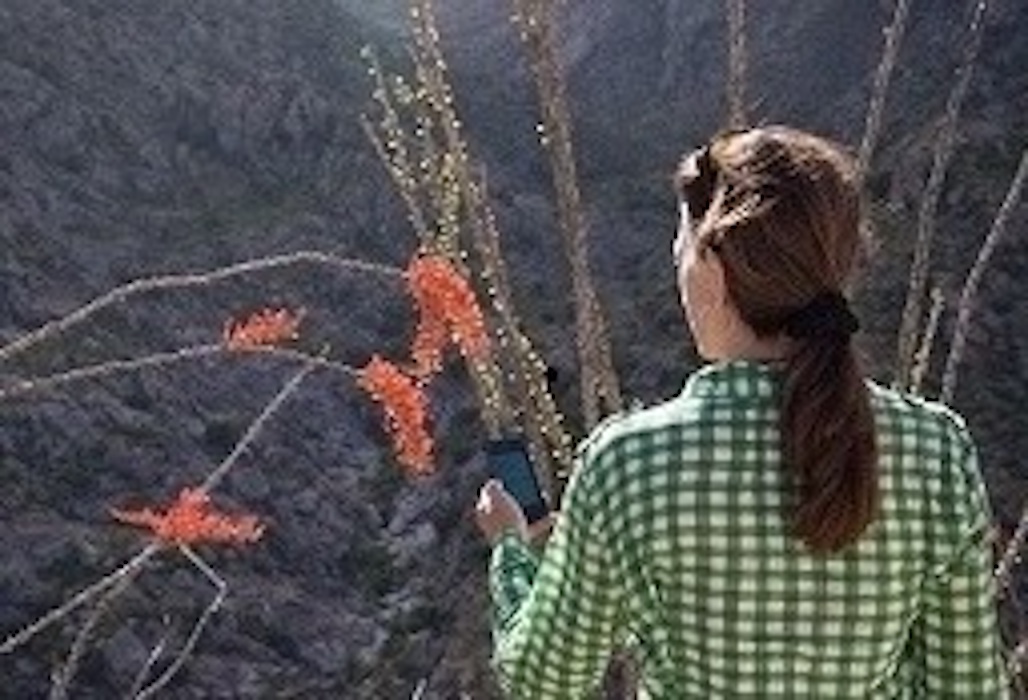 person looking at a plant