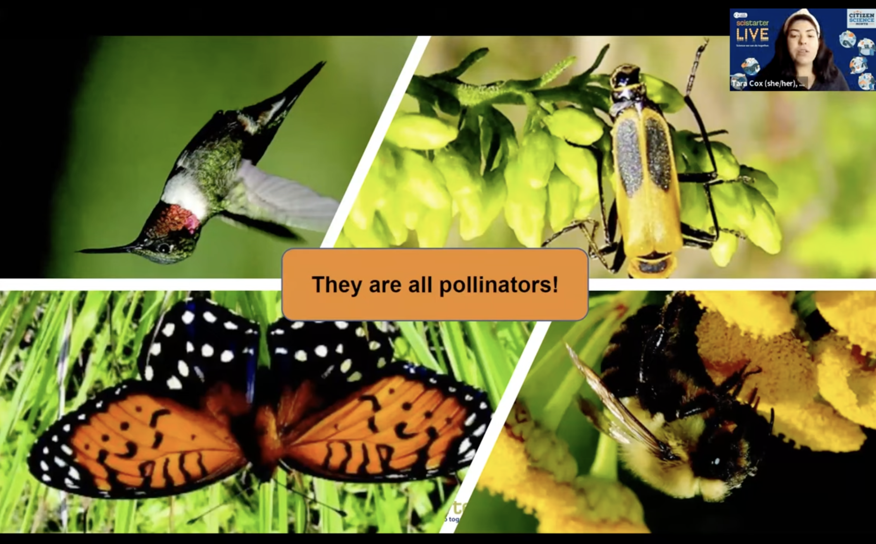 several images of pollinators