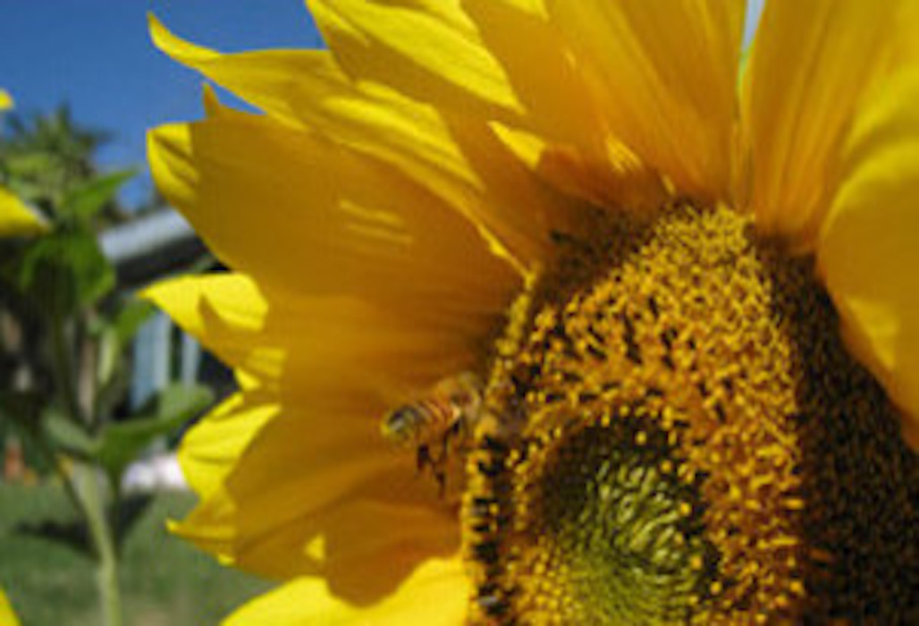 close up of a sunflower