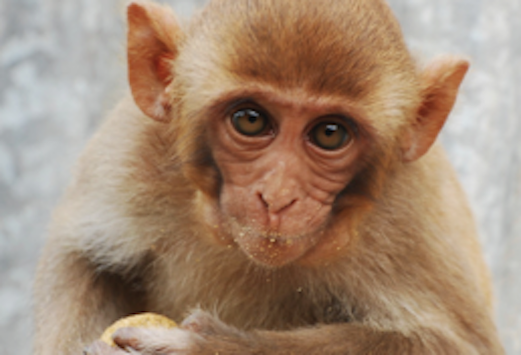 rhesus macaque
