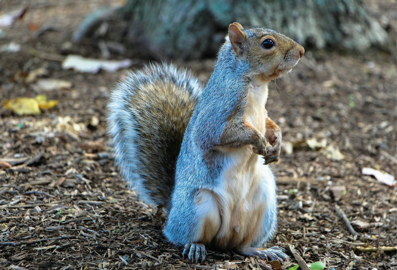 tree squirrel