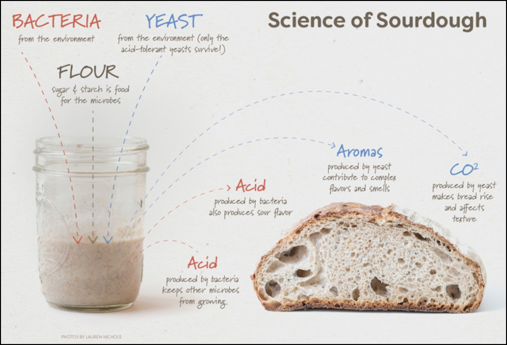 sourdough diagram