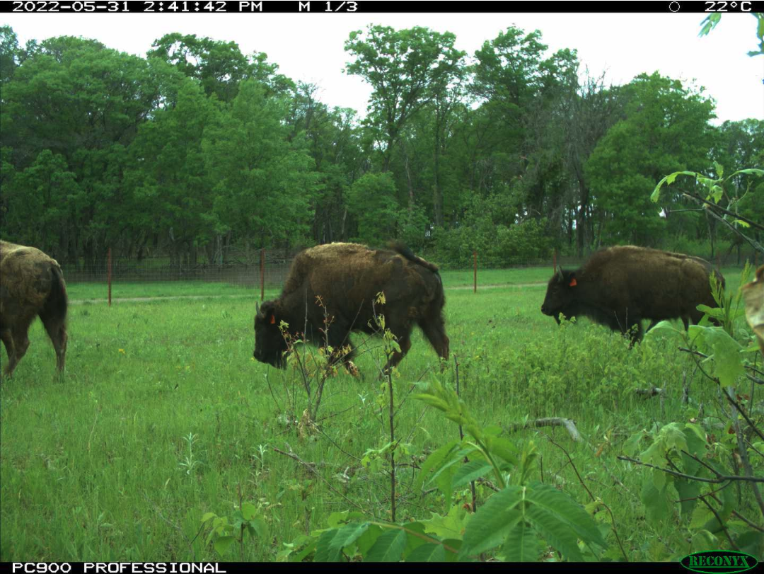 camera trap image with several bison walking across a green field. Image was taken in May of 2022.