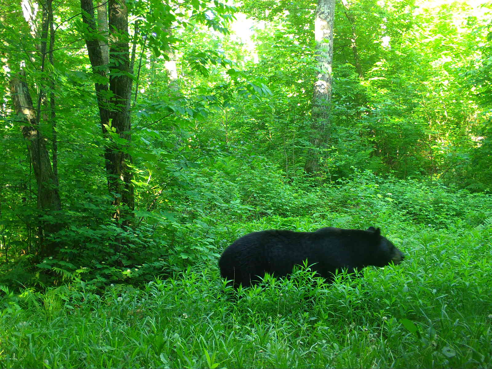 a black bear traversing a very green forest, photo taken by a camera trap mounted on a tree or post.