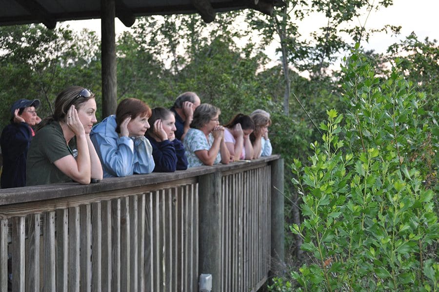 A group of volunteers on a platform at the Brevard Zoo, holding their hands to the backs of their ears, amplifying their ability to hear frog calls.